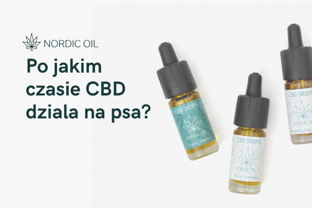 Po jakim czasie CBD dziala na psa?