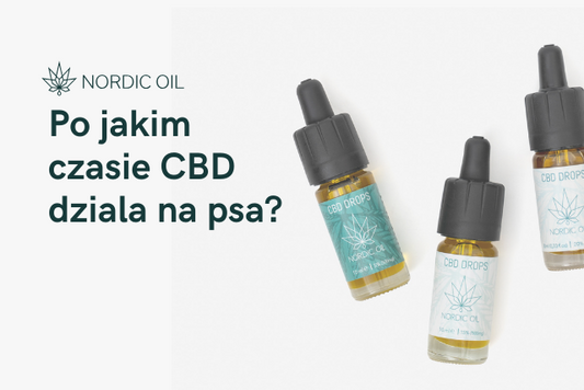 Po jakim czasie CBD dziala na psa?