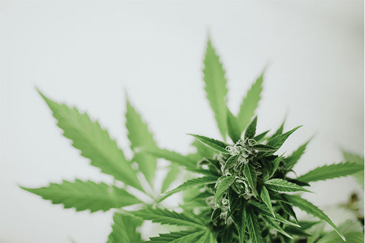 kannabichromen