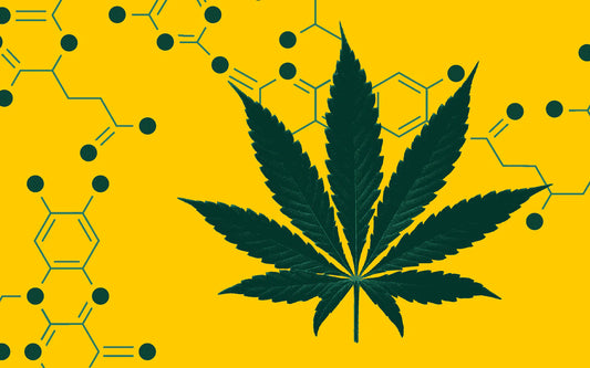Czym są kannabinoidy?