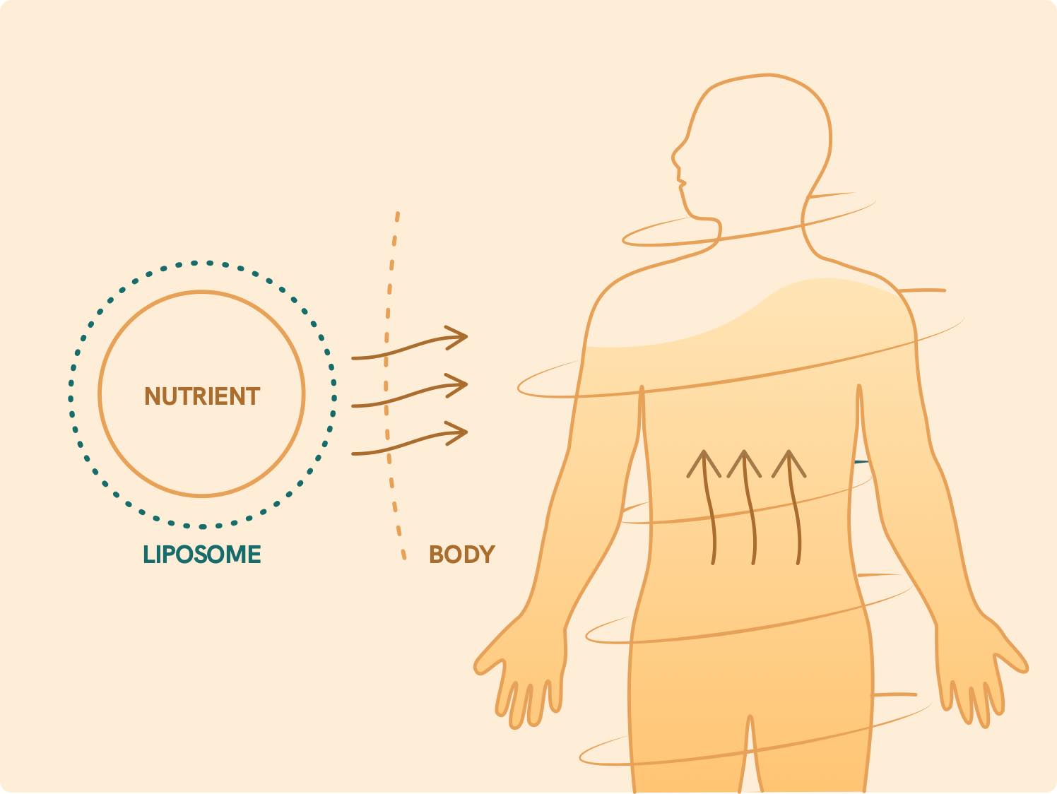 Ilustracja substancji czynnej - liposomy.