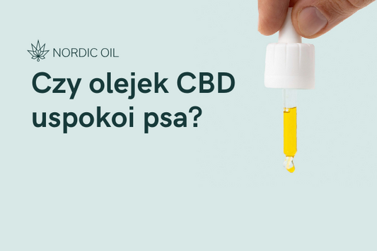 Czy olejek CBD uspokoi psa?