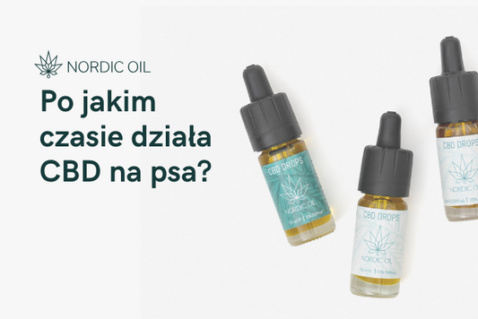 Po jakim czasie działa CBD na psa?