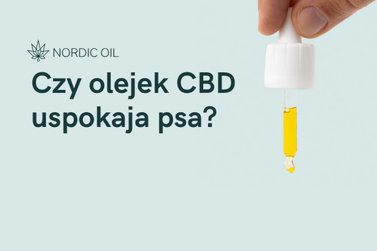 Czy olejek CBD uspokaja psa?