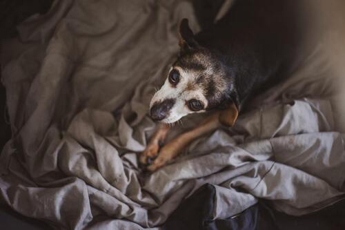 Psy cierpiące na nowotwór: leczenie i dieta