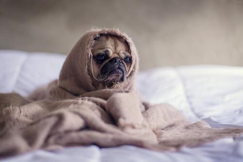 Katar u psa - czy pies może się przeziębić? 