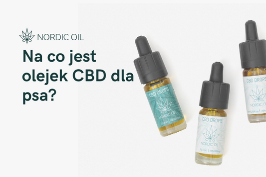 Na co jest olejek CBD dla psa?