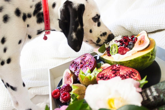 Żywienie psa: przygotuj plan zdrowej diety dla swojego pupila