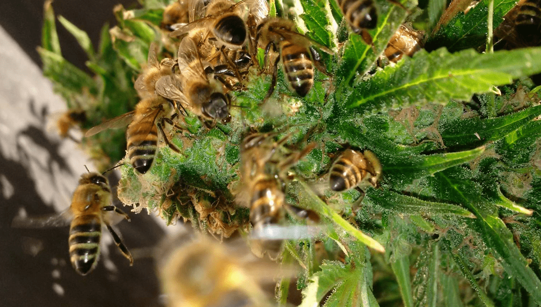 pszczoły na kwiatach konopi