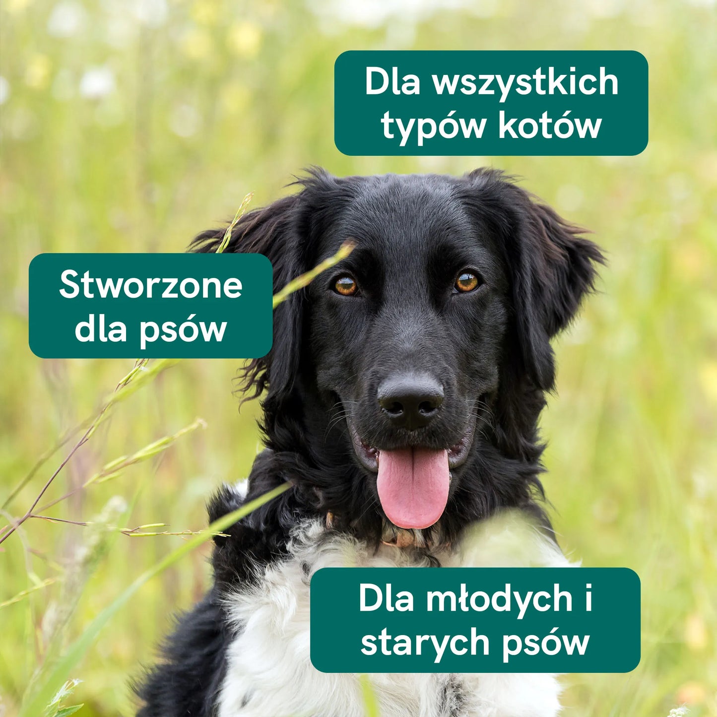 Olej CBD dla psa - wołowina (2,5%)